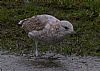 20111129_fiskemake_J8L6_alversund_Moen.jpg